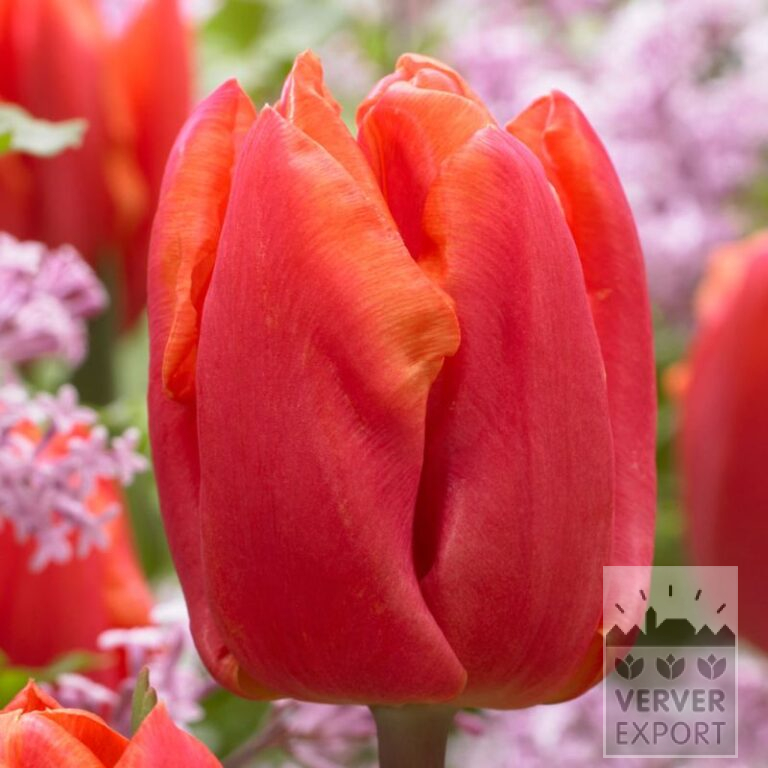 Tulipes 'Astronaut Andre Kuipers' (12764)