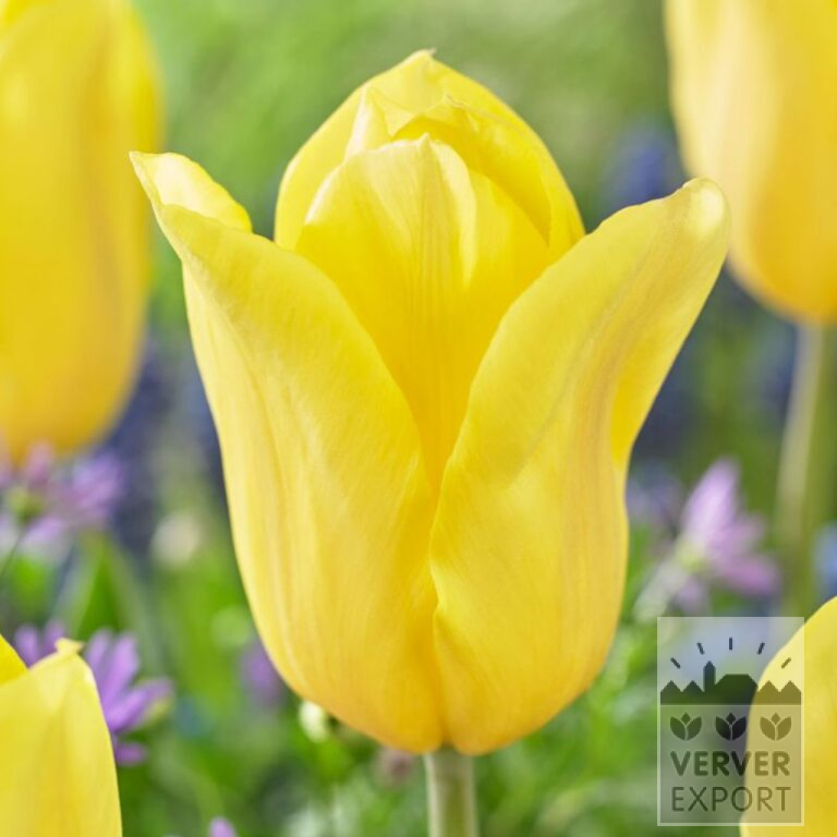 Tulipes 'Bolroyal Honey' (12765)
