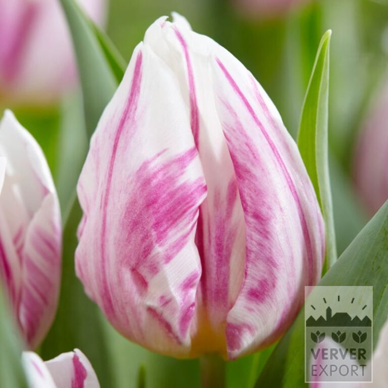 Tulipes 'Flaming Prince' (12766)