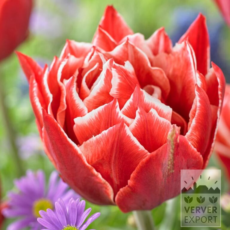 Tulipes 'Championship' (12767)