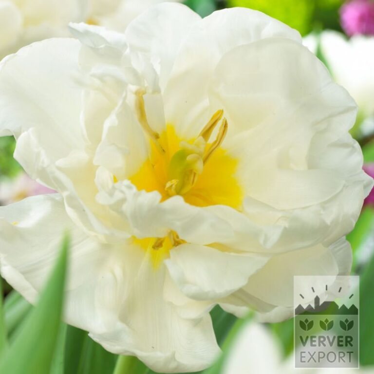 Tulipes 'Mondial' (12769)