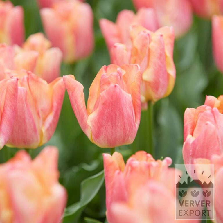 Tulipes 'Passio Sweet' (12772)