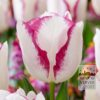 Tulipes 'Affaire' (12773)