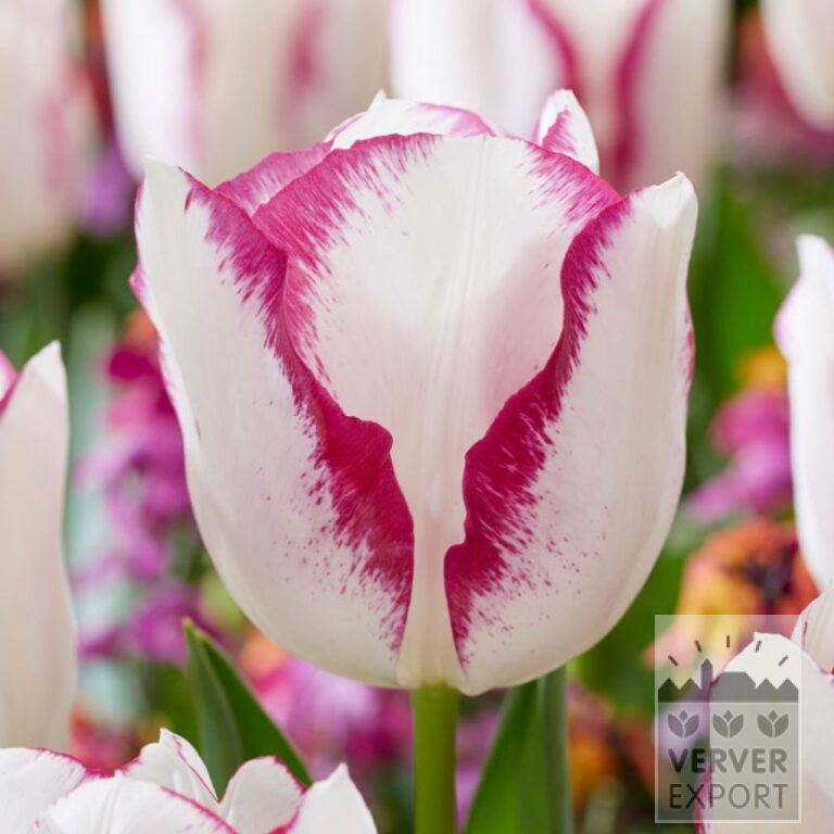 Tulipes 'Affaire' (12773)