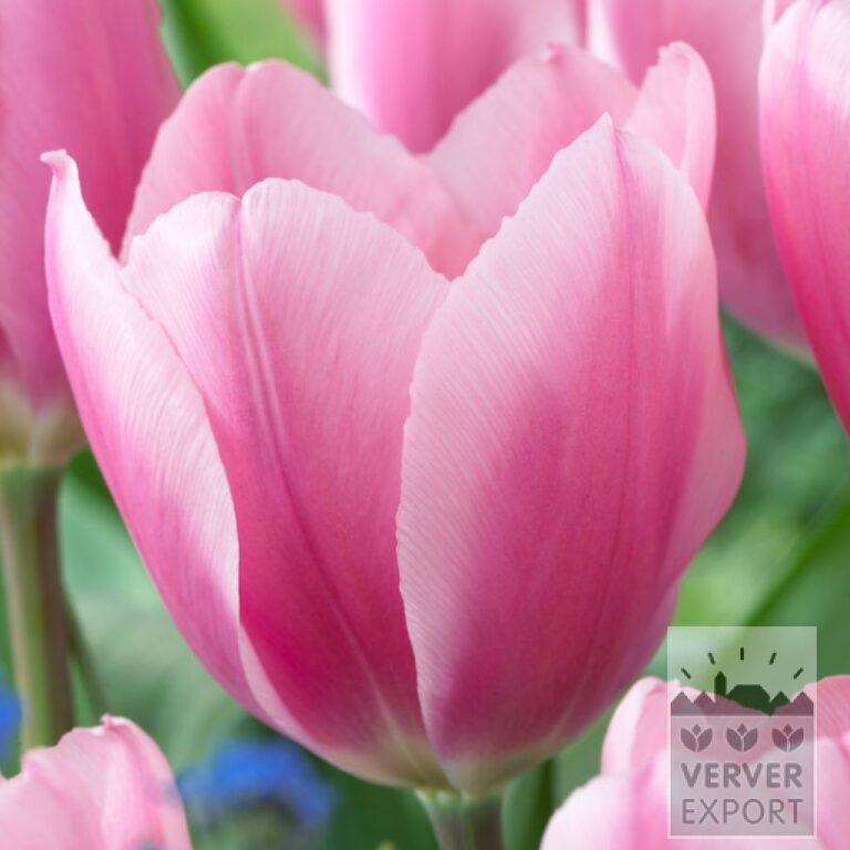 Tulipes 'Algarve' (12774)