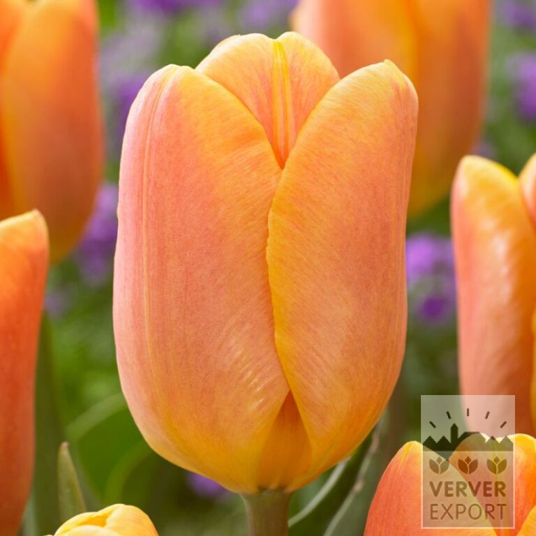 Tulipes 'Bellville' (12776)