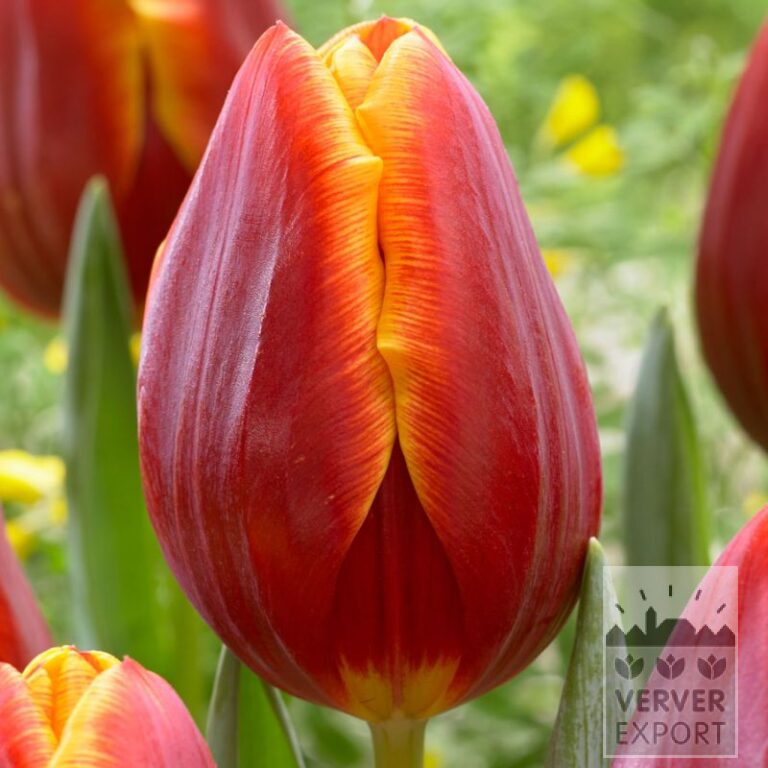 Tulipes 'Devenish' (12777)