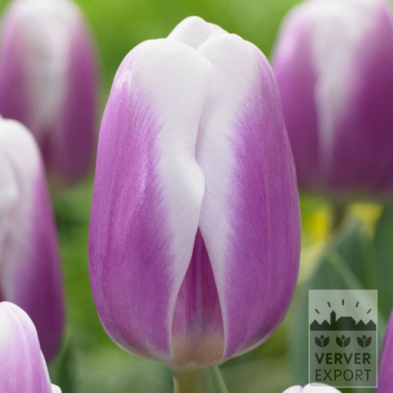 Tulipes 'Librije' (12781)