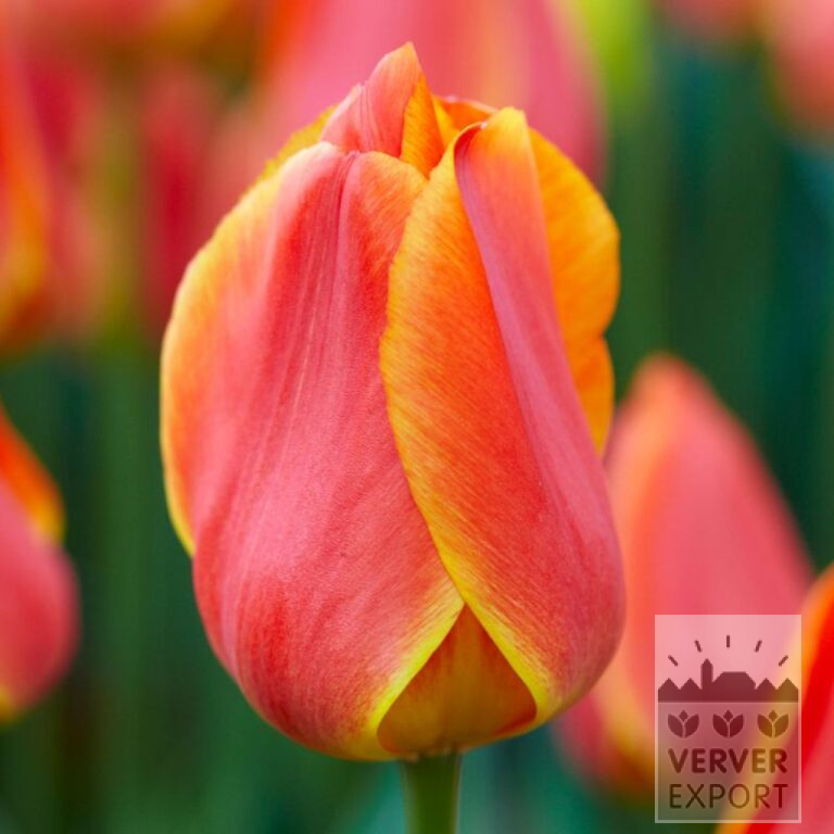 Tulipes 'Okura' (12782)
