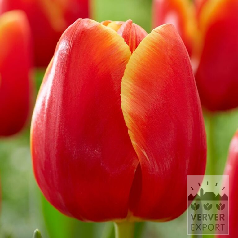 Tulipes 'Verandi' (12783)