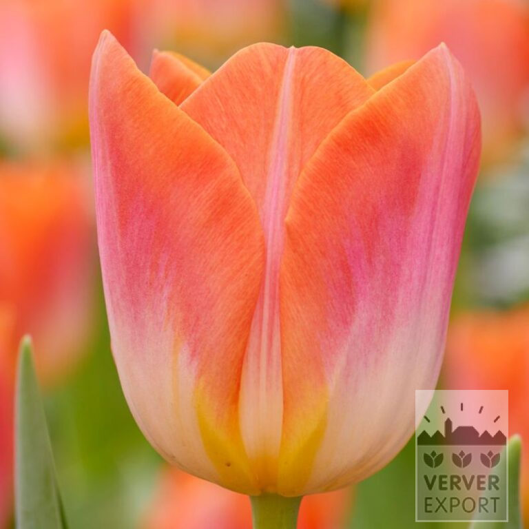 Tulipes 'Sunrise Dynasty' (12785)