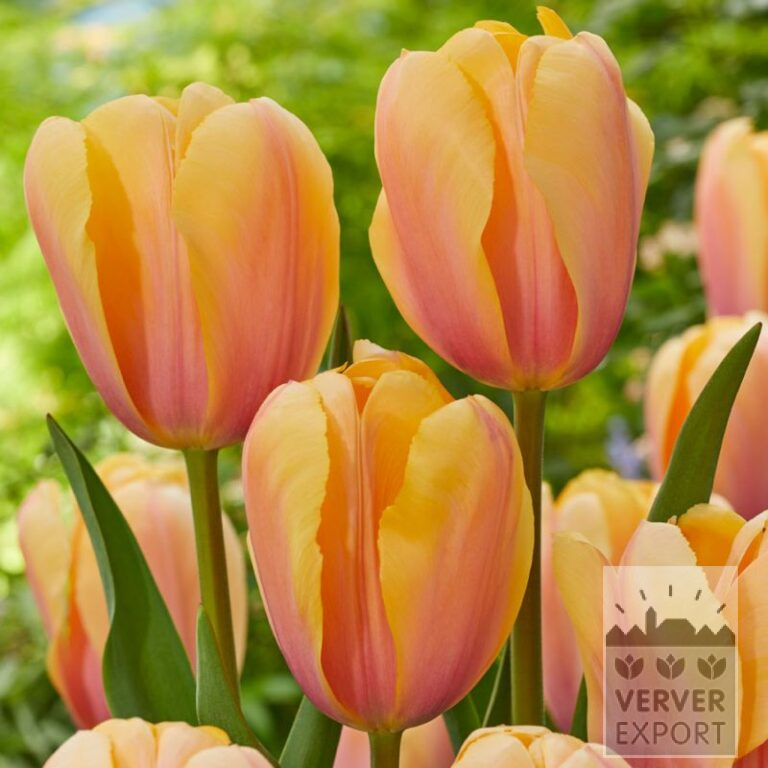 Tulipes 'Blushing Impression' (12786)