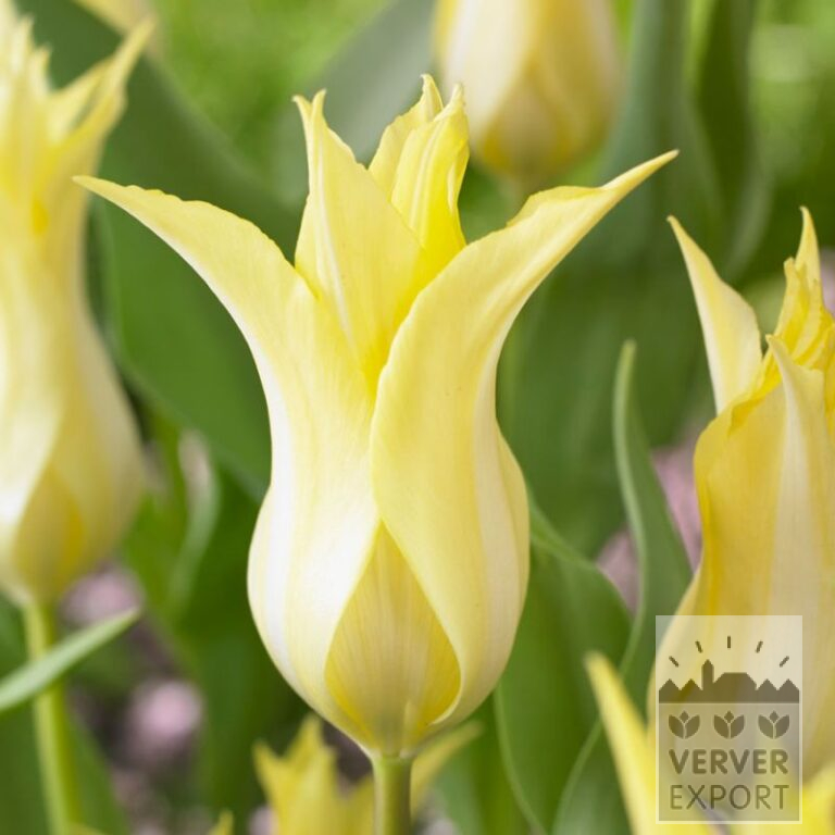 Tulipes 'Florijn Chic' (12789)