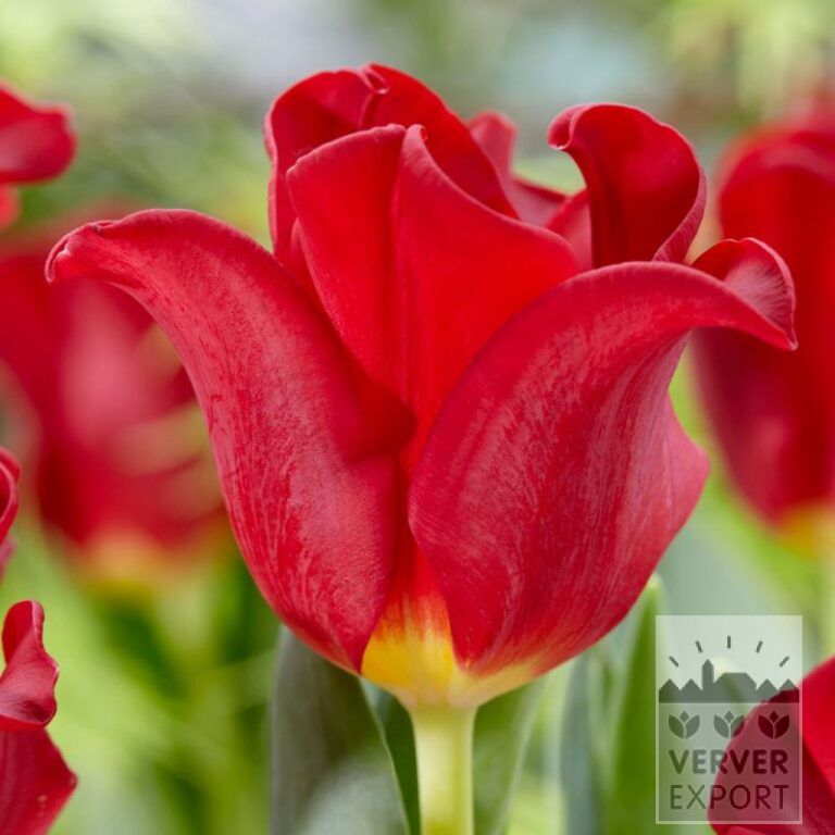 Tulipes 'Red Dress' (12791)