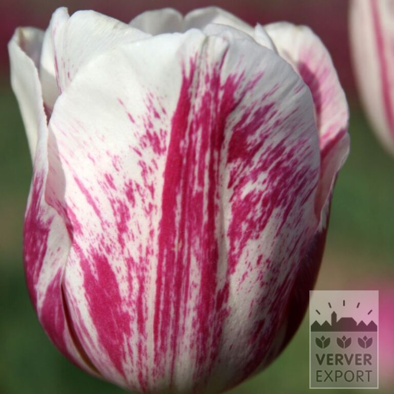 Tulipes 'Didi' (12792)