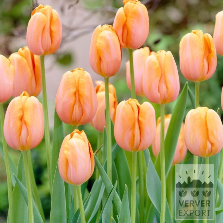 Tulipes 'Dordogne' (12793)