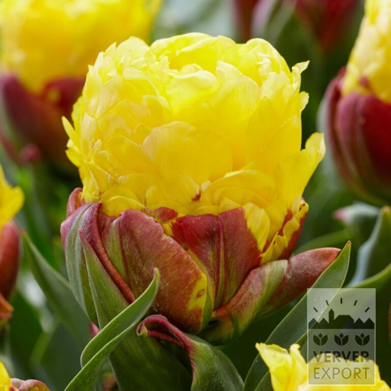 Tulipes 'Ice Cream Banana' (12794)