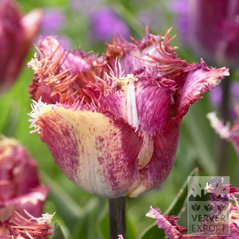 Tulipes 'Colour Fusion' (12795)
