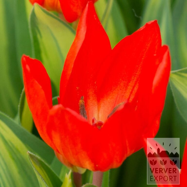 Tulipes praestans 'Paradox' (12798)