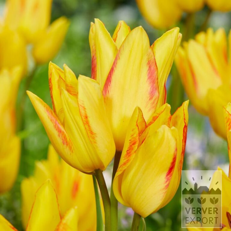 Tulipes 'Royal Georgette' (12800)