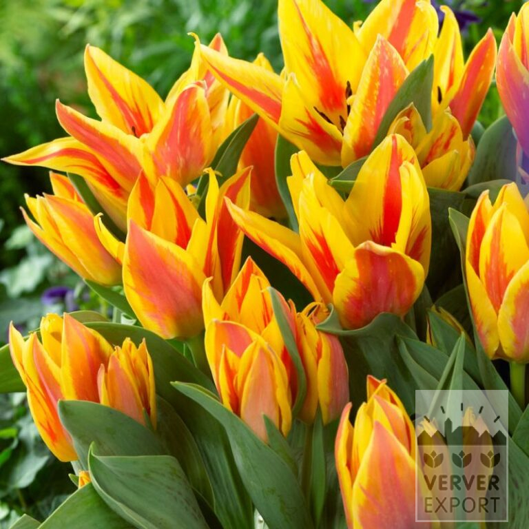 Tulipes 'Winnipeg' (12801)