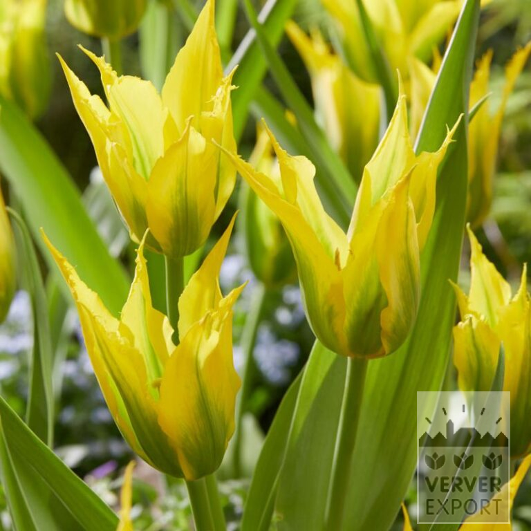 Tulipes 'Green Mile' (12803)