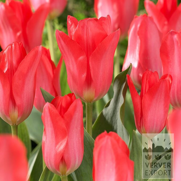 Tulipes 'Pink Emperor' (12807)
