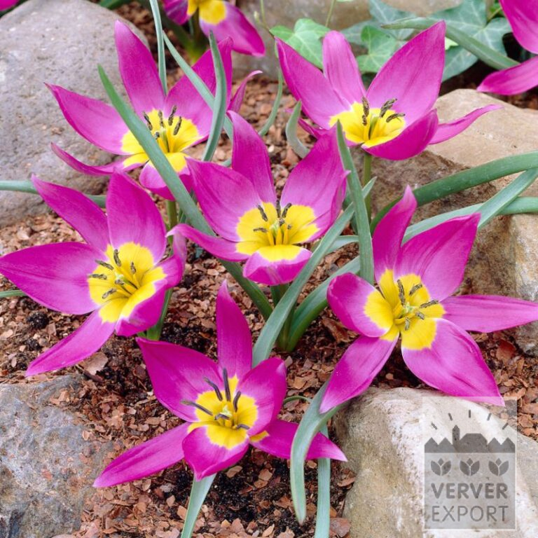 Tulipes humilis 'Eastern Star' (12808)