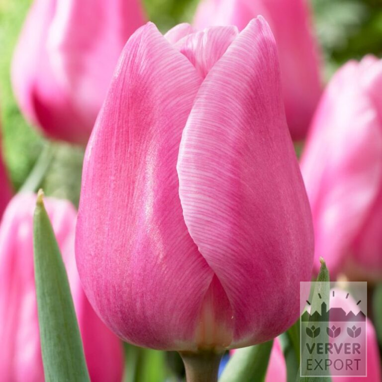 Tulipes 'Aafke' (12810)