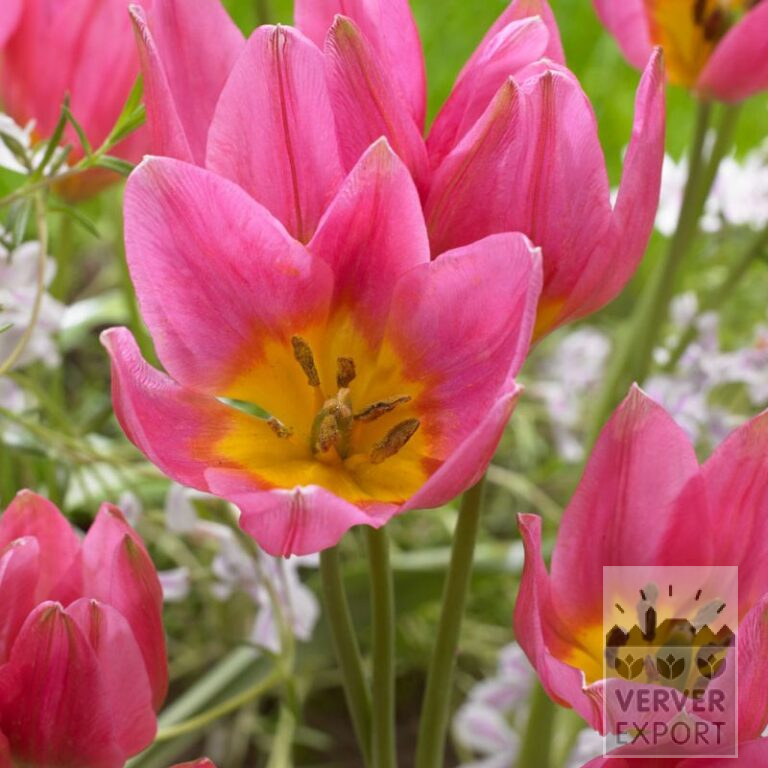 Tulipes clusiana 'Daniella' (12811)