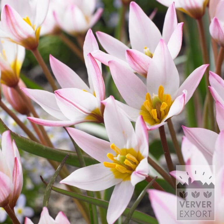 Tulipes clusiana 'Hilde' (12813)
