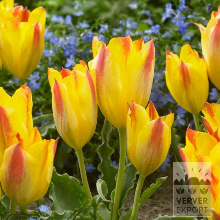 Tulipes clusiana 'Sara' (12815)