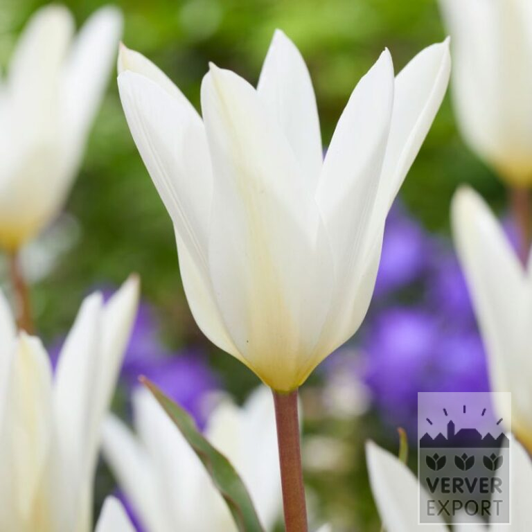 Tulipes clusiana 'Sylvia' (12816)