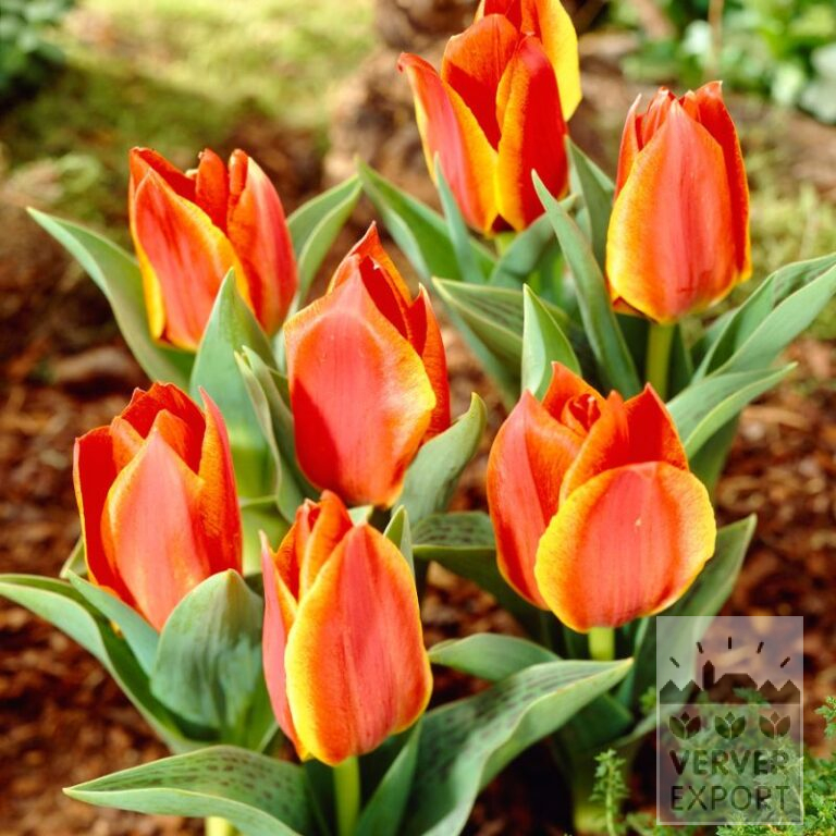 Tulipes 'Bonbini' (12817)