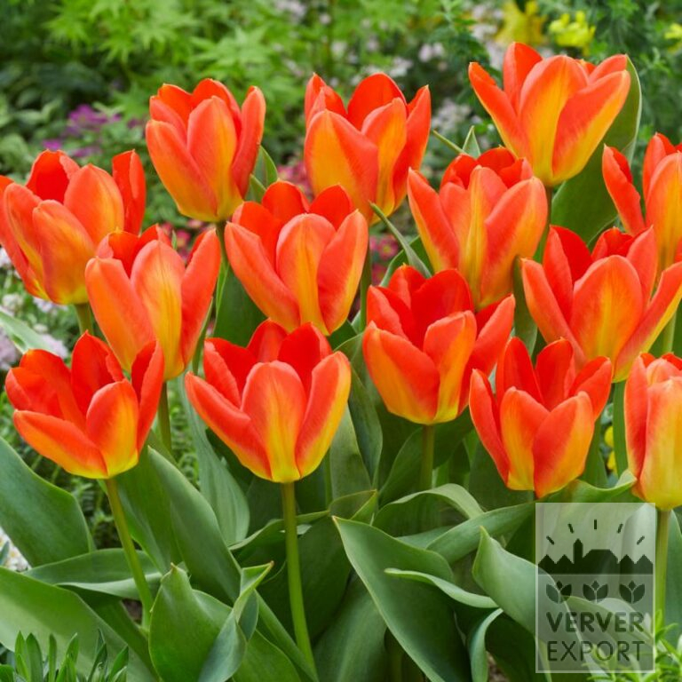 Tulipes 'Candela Festival' (12818)