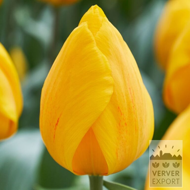 Tulipes 'Sunny Flair' (12820)