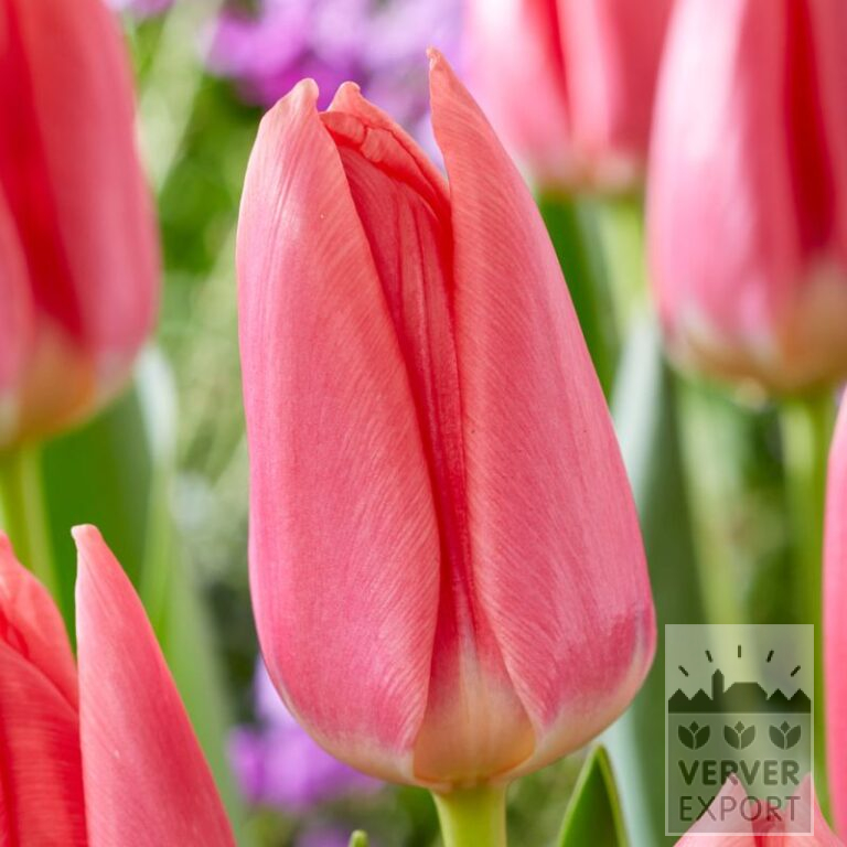 Tulipes 'Maskovri' (12821)