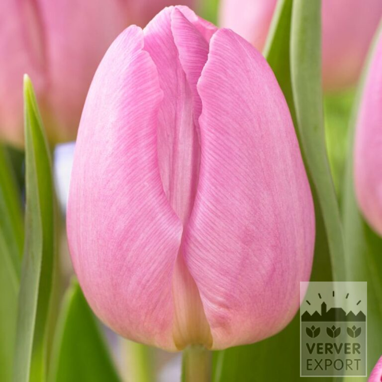 Tulipes 'Light Pink Prince' (12823)