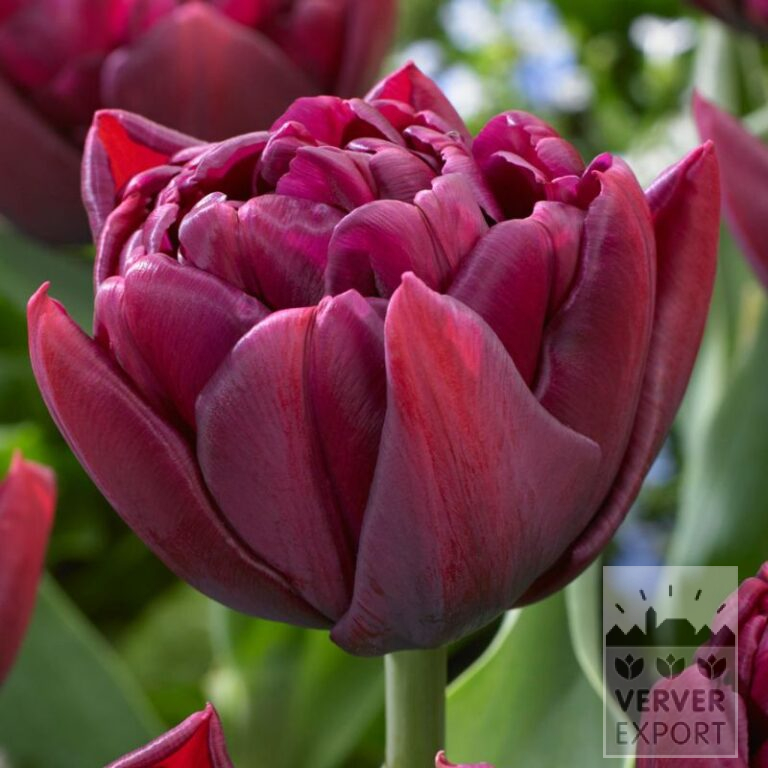 Tulipes 'Alison Bradley' (12824)