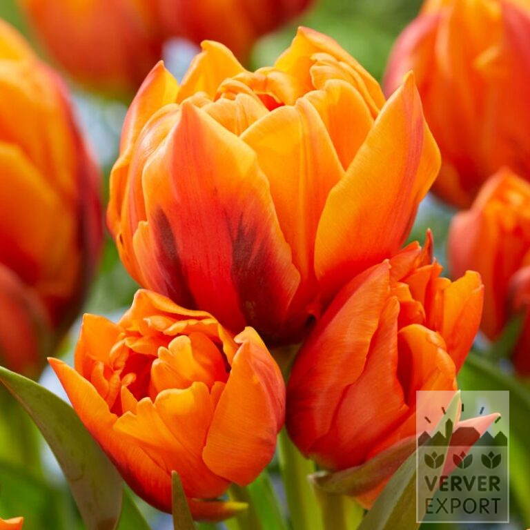 Tulipes 'Gaston' (12825)