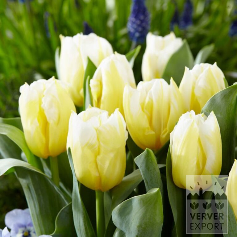Tulipes 'Calgary Flames' (12826)