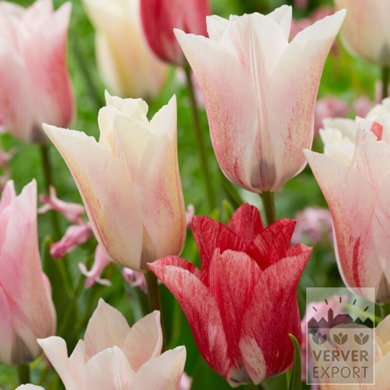 Tulipes 'Karate' (12827)