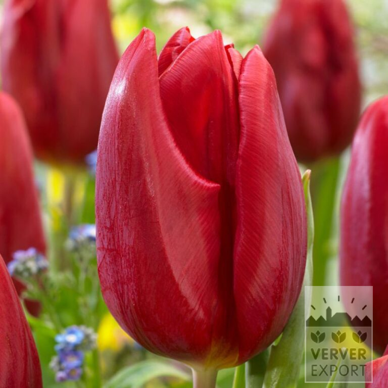 Tulipes 'Strong Love' (12829)