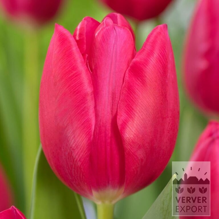 Tulipes 'Mosni' (12831)