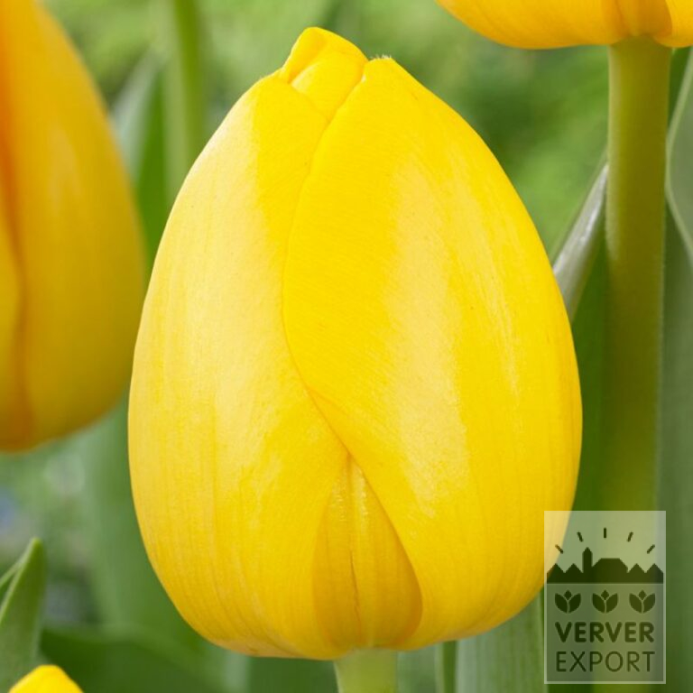 Tulipes 'Novi Sun' (12832)