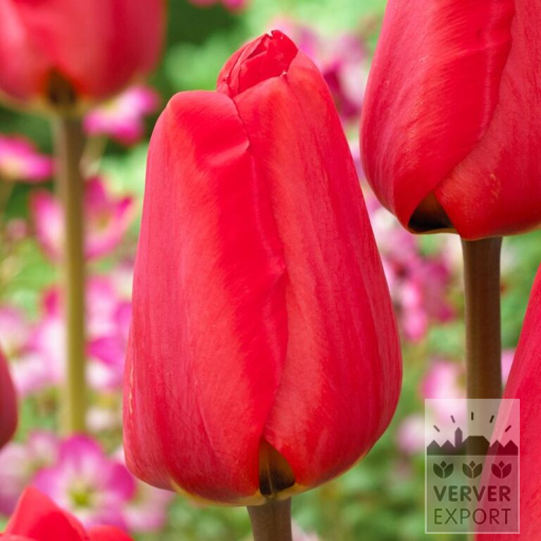 Tulipes 'Spot On' (12833)