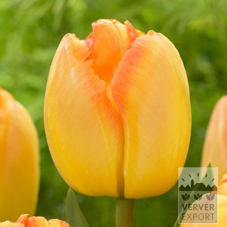 Tulipes 'Yellow Pride' (12835)