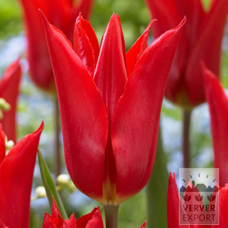 Tulipes 'Istanbul' (12836)