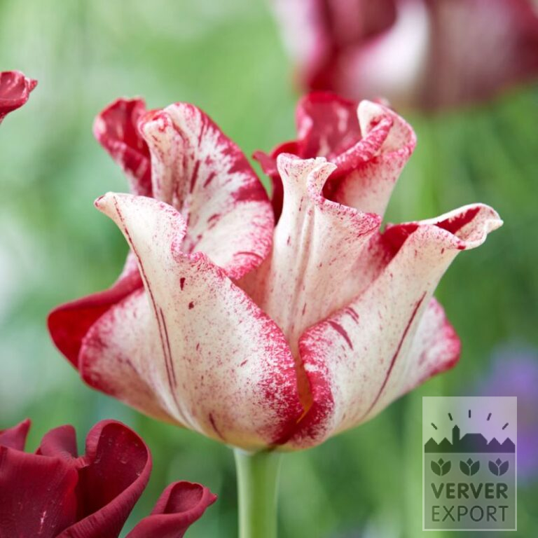 Tulipes 'Striped Crown' (12837)