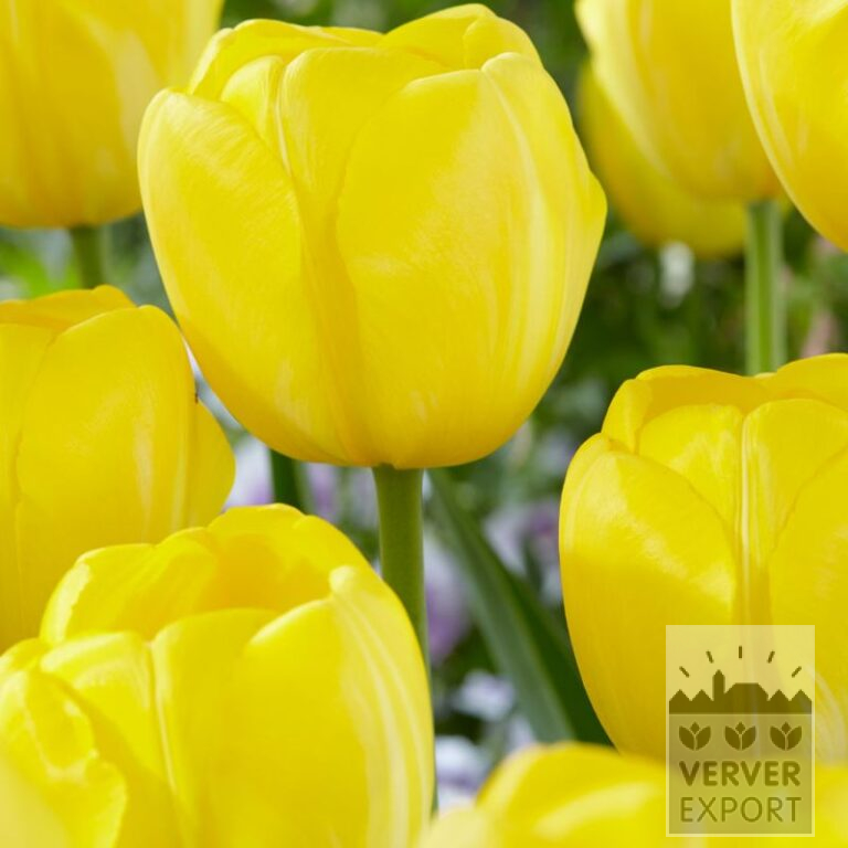Tulipes 'Yellow Angel' (12838)